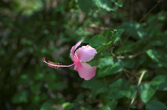木槿花