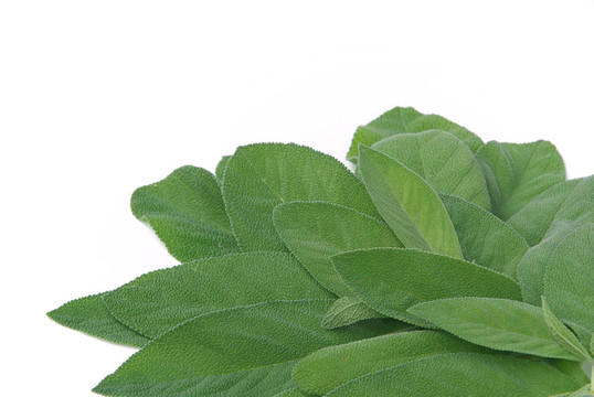 鼠尾草葉03