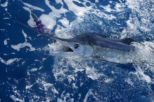 大西洋白槍魚(yú)垂釣大賽