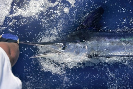 大西洋白槍魚垂釣大賽