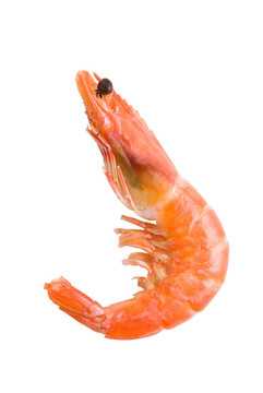 王蝦