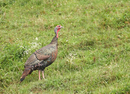 野火雞（Meleagris gallopavo）
