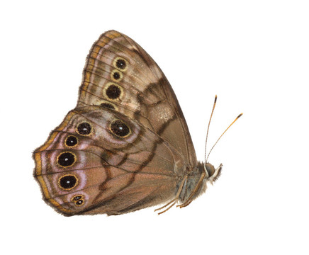 七葉樹(shù)蝴蝶（Junonia）