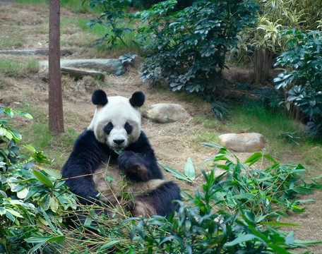 在海洋公園的大熊貓；香港