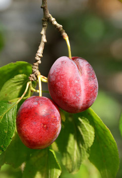 樹(shù)枝上的梅花