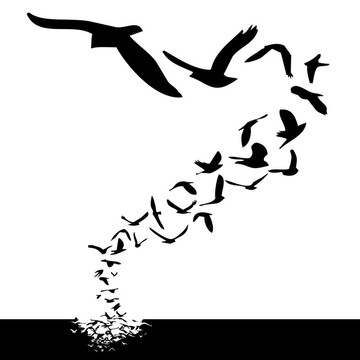 飛翔的鳥