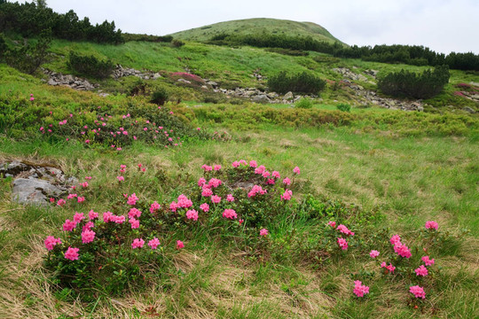 在夏季，高山杜鵑花