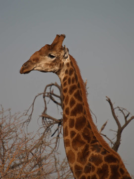 Giraffe；頭與頸。