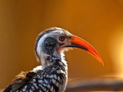 紅嘴犀鳥。
