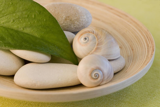 snailshell卵石
