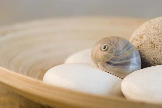 snailshell卵石