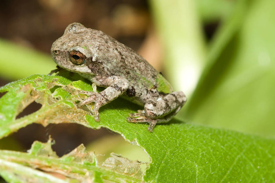 應(yīng)付Gray Tree frog