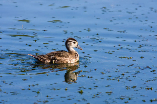 Wood Duck（Aix sponsa）小鴨。