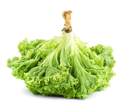 生菜