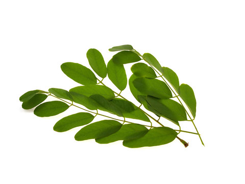 相思綠枝