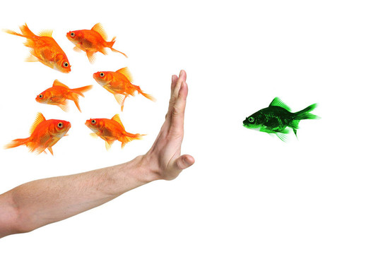 手鑒別綠色金魚