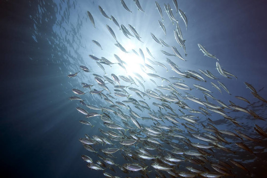 海洋；太陽和條紋的魚