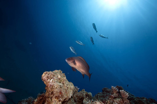海洋；太陽和魚