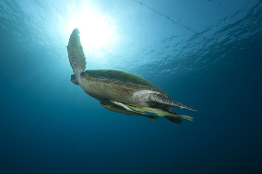 海洋與綠海龜