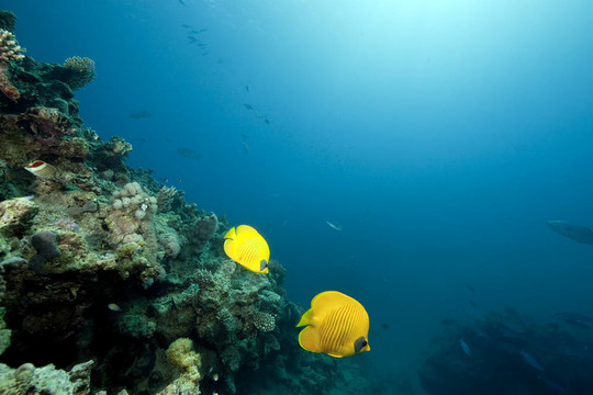 海洋和蒙面的蝴蝶魚