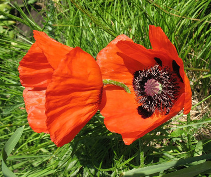 東方罌粟（Papaver orientale）