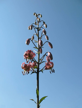 Florid lily（歐洲百合）；百合科；在藍(lán)天
