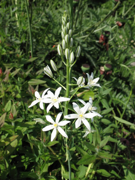 Ornithogalum pyrenaicum；Hyacinthaceae家族
