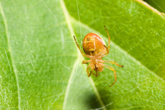 女Cobweb Spider