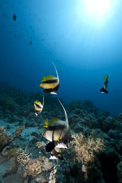 海洋和魚