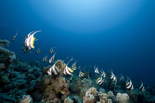 海洋教育鰭魚