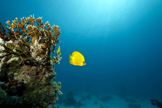 海洋和魚