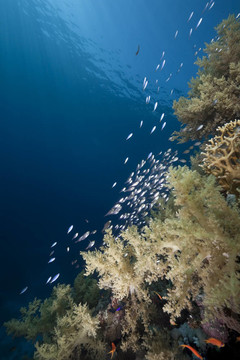 海洋和魚