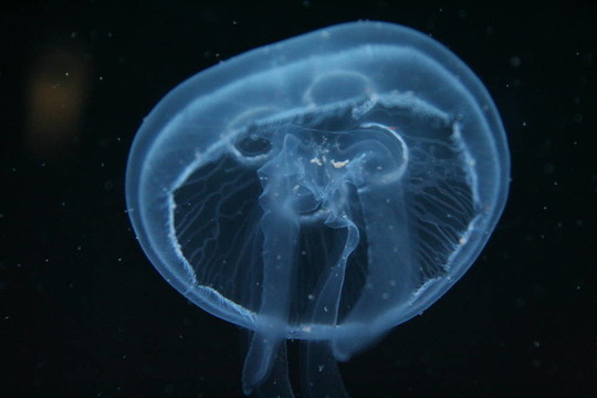 海月水母