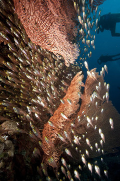 海風(fēng)和GlassFish