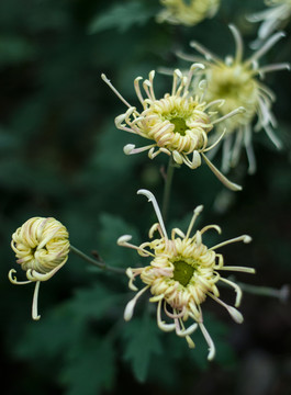 菊花