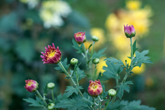 菊花