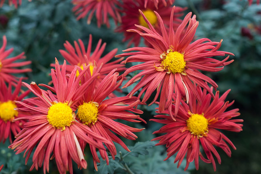 菊花