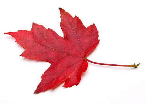 紅色的楓葉