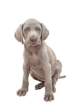 威瑪獵犬小狗01