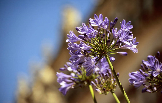 丁香花