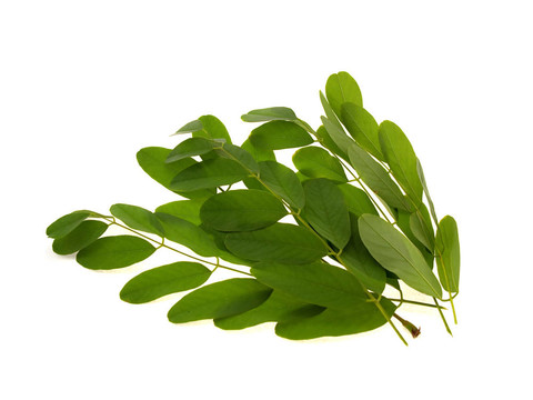 相思綠枝