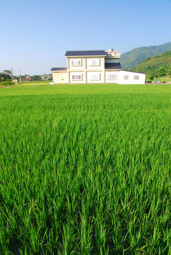 農(nóng)村和綠色稻田。
