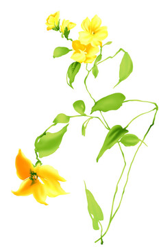開(kāi)花