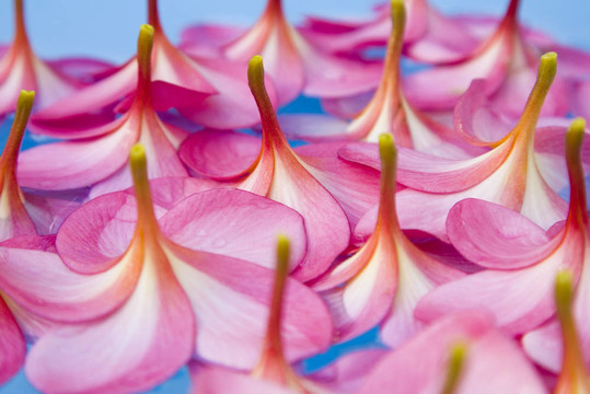 浮花