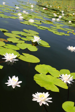 帶水百合花的夏季