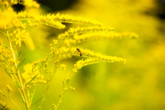 小蜜蜂特寫黃色的花