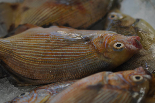 新鮮的魚