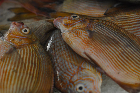 新鮮的魚