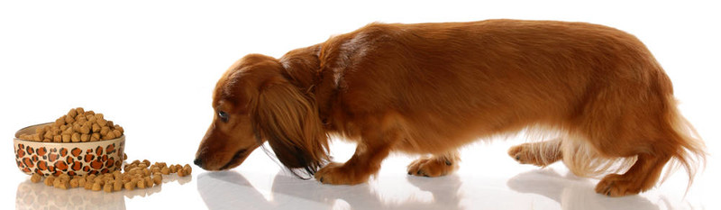 長(zhǎng)毛迷你臘腸犬溜到狗食碗