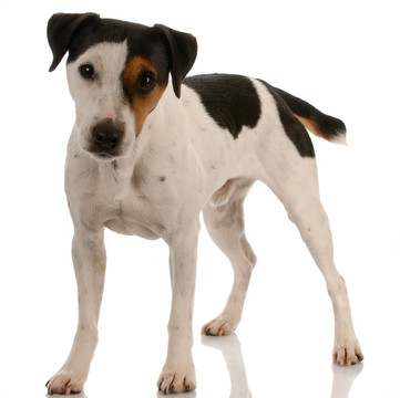 皮毛光滑的三色jack russel terrier站